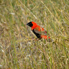 Red Bishop Red Bishop
